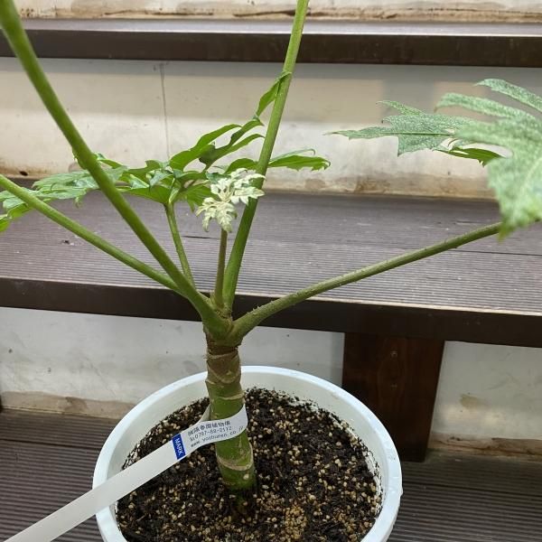 植物販売】兵庫県宝塚市㈱陽春園植物場ネット 植物販売】兵庫県宝塚市㈱陽春園植物場ネット