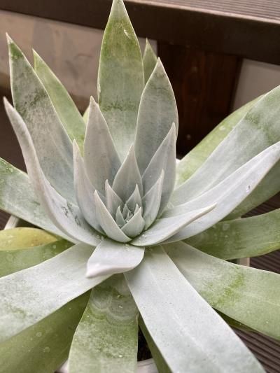 植物販売】兵庫県宝塚市㈱陽春園植物場ネット通販 【銀波錦】