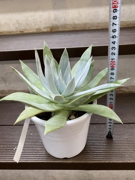 アメチス錦　確認お願い致します！。多肉植物 多肉植物 アメチスヌム錦