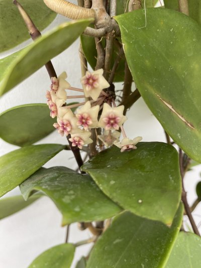 植物販売】兵庫県宝塚市㈱陽春園植物場ネット販売 ホヤ