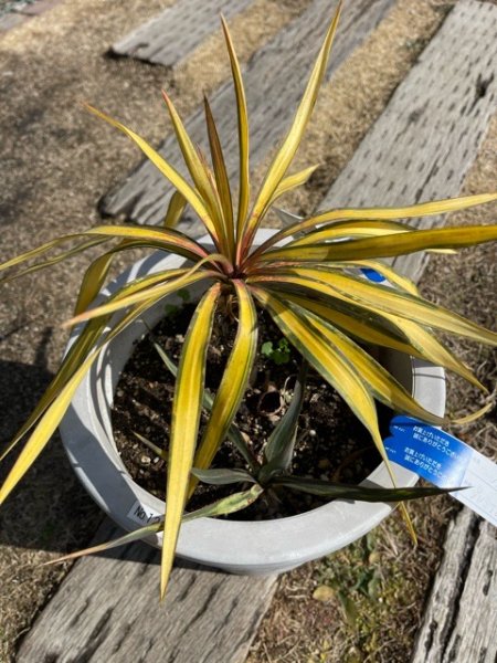 植物販売】兵庫県宝塚市㈱陽春園植物場ネット ユッカ・バナナスピリット