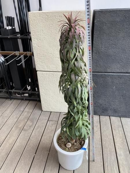 植物販売】兵庫県宝塚市㈱陽春園植物場ネット ユッカ 植物販売】兵庫県宝塚市㈱陽春園植物場ネット ユッカ