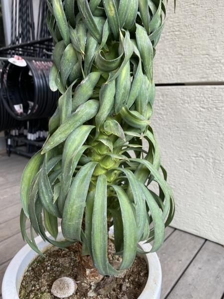 植物販売】兵庫県宝塚市㈱陽春園植物場ネット ユッカ 植物販売】兵庫県宝塚市㈱陽春園植物場ネット ユッカ