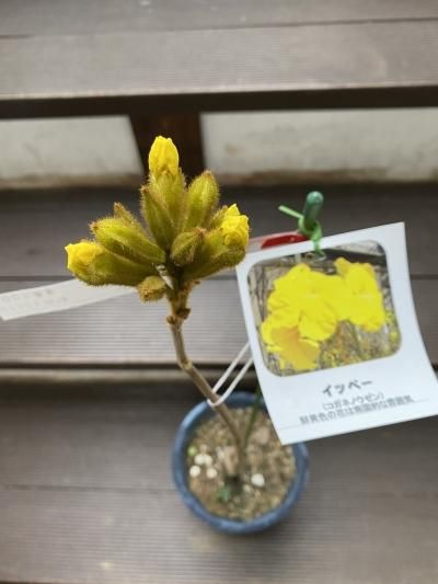 黄色の花が美しい イペー 651 樹高2.2m位 黄金ノウゼン 黄花ノウゼン コガネノウゼン | 大阪の植物園-咲くやこの花館－