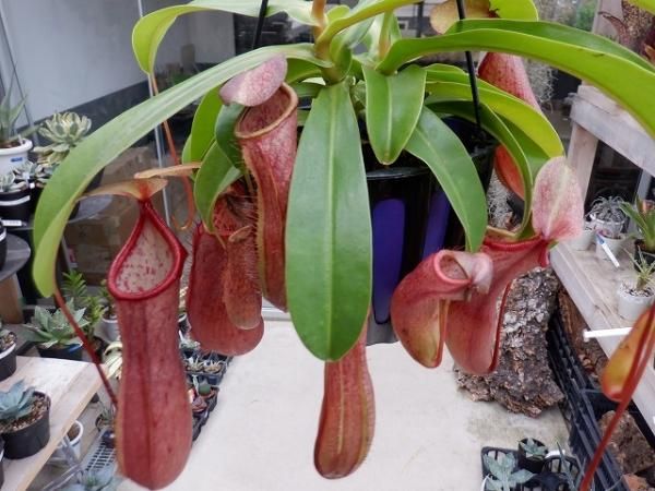 ネペンテス・リンダ - 陽春園ネット通販