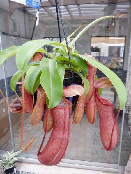 【食虫植物専門家出品】ネペンテス・リンダ ネペンテス・リンダ - 陽春園ネット通販