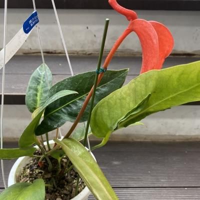植物販売】兵庫県宝塚市㈱陽春園植物場ネット アンスリウム