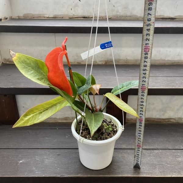 植物販売】兵庫県宝塚市㈱陽春園植物場ネット アンスリウム 植物販売】兵庫県宝塚市㈱陽春園植物場ネット アンスリウム