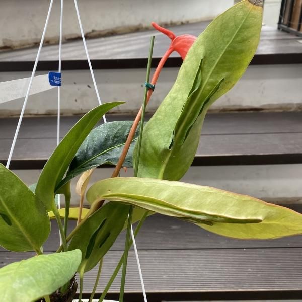 植物販売】兵庫県宝塚市㈱陽春園植物場ネット アンスリウム 植物販売】兵庫県宝塚市㈱陽春園植物場ネット アンスリウム
