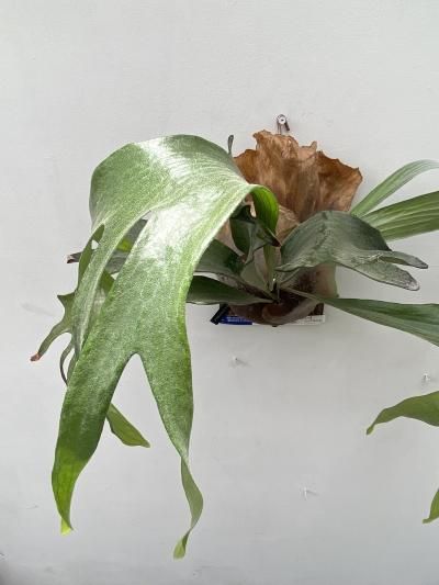 植物販売】兵庫県宝塚市㈱陽春園植物場ネット通販 ビカクシダ 植物販売】兵庫県宝塚市㈱陽春園植物場ネット通販 ビカクシダ