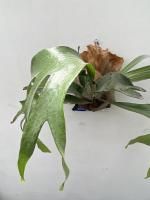 植物販売】兵庫県宝塚市㈱陽春園植物場ネット通販 ビカクシダ