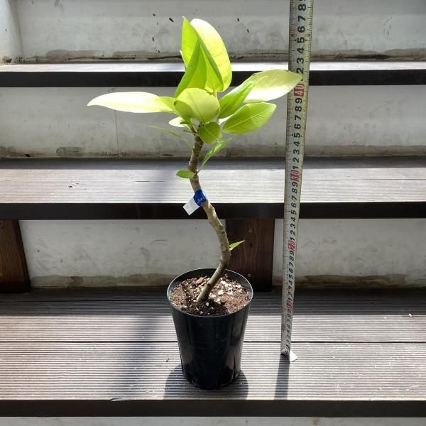 植物販売】兵庫県宝塚市㈱陽春園植物場ネット フィカス