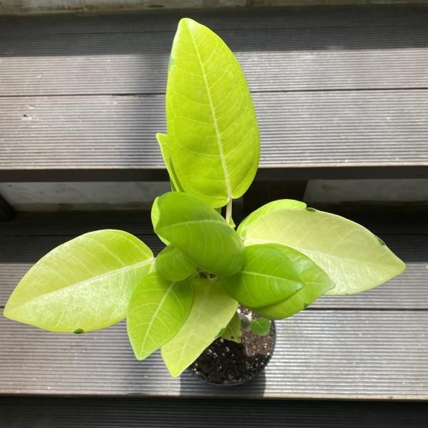 植物販売】兵庫県宝塚市㈱陽春園植物場ネット フィカス