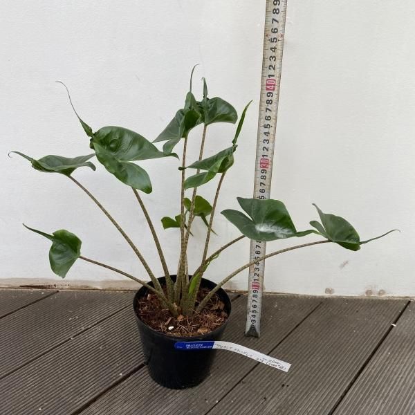 植物販売】兵庫県宝塚市㈱陽春園植物場ネット通販 【アロカシア】
