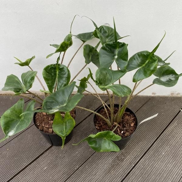 植物販売】兵庫県宝塚市㈱陽春園植物場ネット通販 【アロカシア】