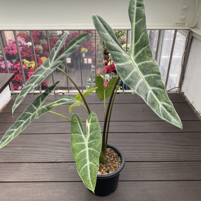 世界の サービス1点 アロカシアalocasia longiloba var miq longiloba