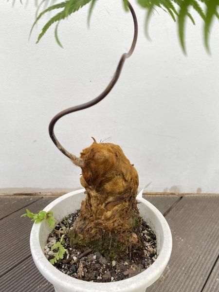 キンモウコウ6寸　ツヤツヤです おしゃれ 観葉植物 キンモウコウ：ゴールデンモンキー タカワラビ*5号