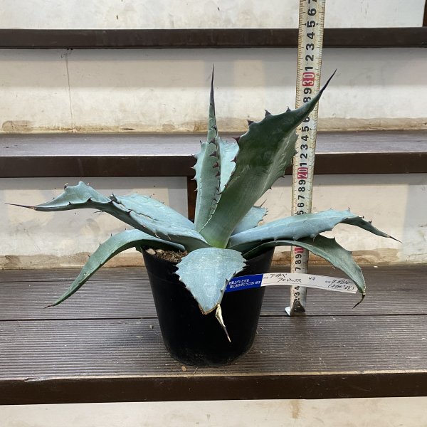 【植物販売】兵庫県宝塚市㈱陽春園植物場ネット通販　【アガベ・フェロックス】