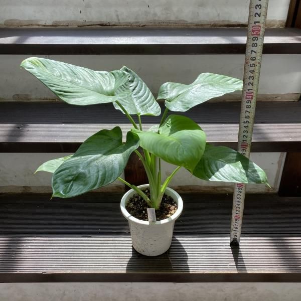 植物販売】兵庫県宝塚市㈱陽春園植物場ネット ホマロメナ