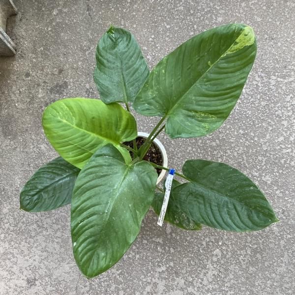 斑入り】ホマロメナ Homalomena sp. Solok sumatra 【LA0214-03