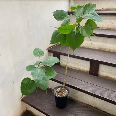 植物販売】兵庫県宝塚市㈱陽春園植物場ネット フィカス