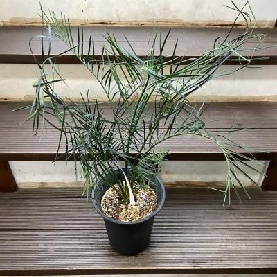 植物販売】兵庫県宝塚市㈱陽春園植物場ネット マクロザミア