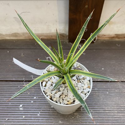 植物販売】兵庫県宝塚市㈱陽春園植物場ネット通販 【アガベ・ポタトラム・ホワイトエッジ】