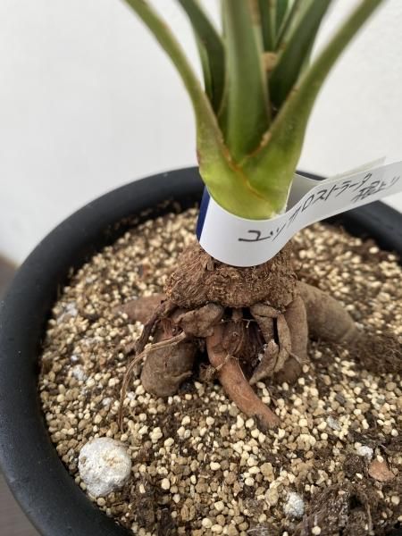 植物販売】兵庫県宝塚市㈱陽春園植物場ネット ユッカ・ロストラータ 植物販売】兵庫県宝塚市㈱陽春園植物場ネット ユッカ・ロストラータ