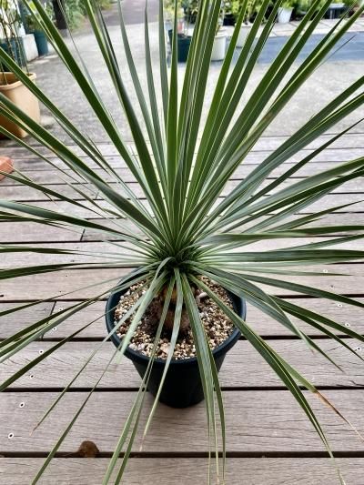 植物販売】兵庫県宝塚市㈱陽春園植物場ネット ユッカ・ロストラータ