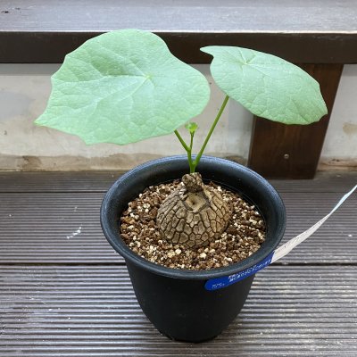 植物販売】兵庫県宝塚市㈱陽春園植物場ネット通販 ステファニア