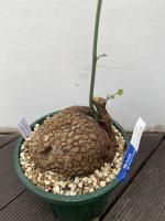 植物販売】兵庫県宝塚市㈱陽春園植物場ネット通販 ステファニア