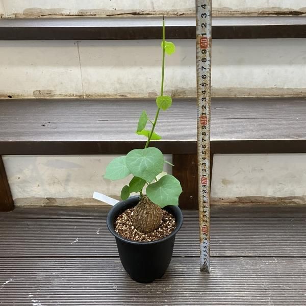 植物販売】兵庫県宝塚市㈱陽春園植物場ネット通販 ステファニア 植物販売】兵庫県宝塚市㈱陽春園植物場ネット通販 ステファニア