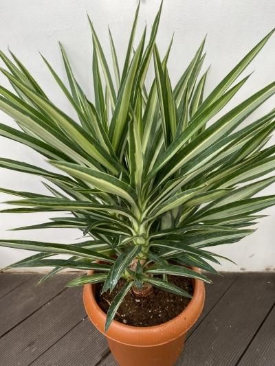 植物販売】兵庫県宝塚市㈱陽春園植物場ネット ユッカ