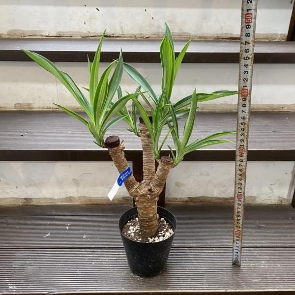 3頭株ユッカ 観葉植物 全長約90cm 写真の全て鉢ごとメルカリ便