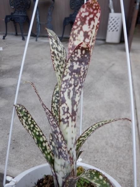 ビルベルギア・カサブランカ - 陽春園ネット通販