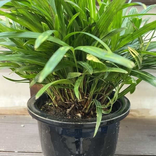 植物販売】兵庫県宝塚市㈱陽春園植物場ネット 棕櫚竹 シュロチク