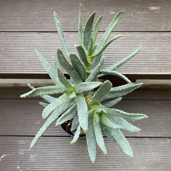 アロエ・ラモシシマ - 陽春園ネット通販