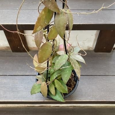 植物販売】兵庫県宝塚市㈱陽春園植物場ネット通販【ホヤ】 植物販売】兵庫県宝塚市㈱陽春園植物場ネット通販【ホヤ】