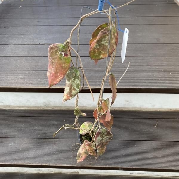 植物販売】兵庫県宝塚市㈱陽春園植物場ネット通販【ホヤ】 植物販売】兵庫県宝塚市㈱陽春園植物場ネット通販【ホヤ】