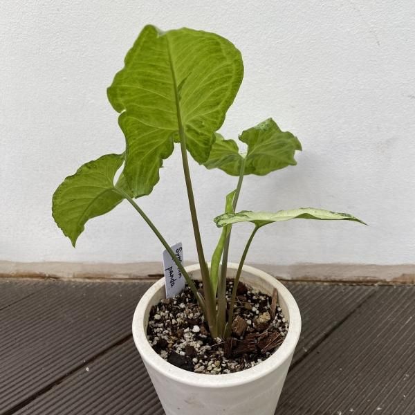 植物販売】兵庫県宝塚市㈱陽春園植物場ネット シンゴニウム
