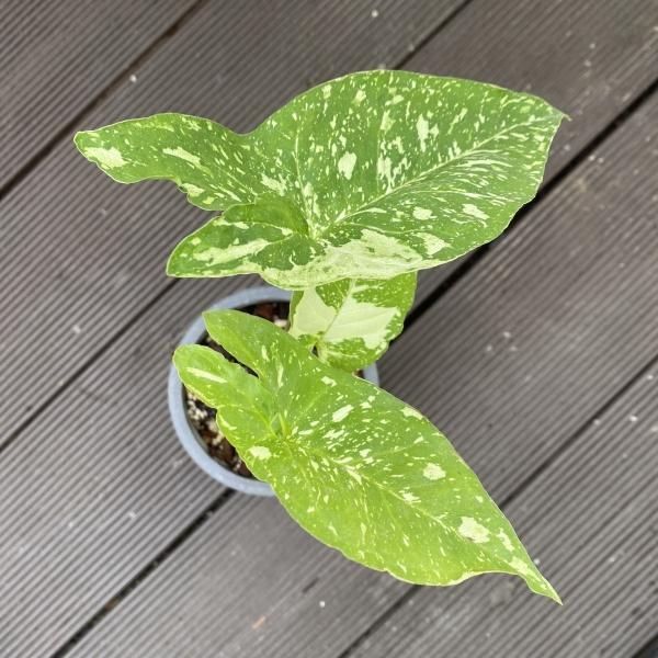 植物販売】兵庫県宝塚市㈱陽春園植物場ネット シンゴニウム