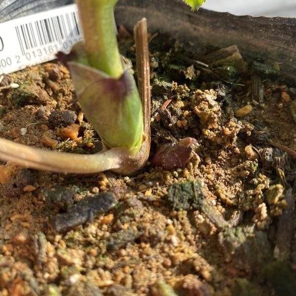 植物販売】兵庫県宝塚市?陽春園植物場ネット通販 クリスマスローズ 植物販売】兵庫県宝塚市?陽春園植物場ネット通販 クリスマスローズ