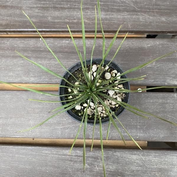 植物販売】兵庫県宝塚市㈱陽春園植物場ネット ユッカ