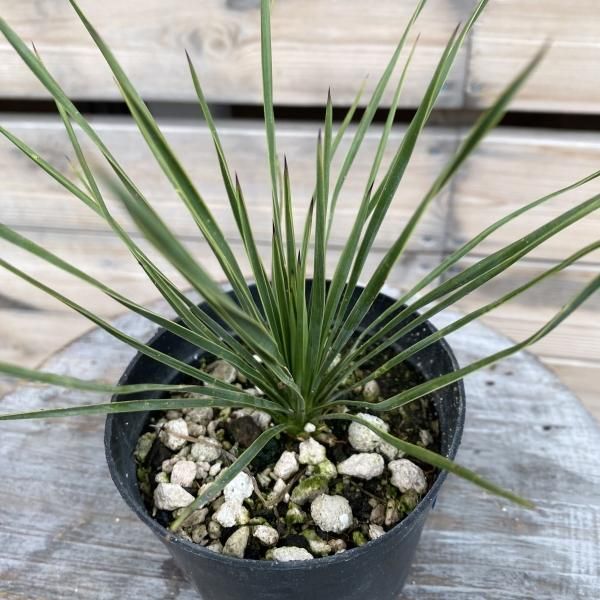 植物販売】兵庫県宝塚市㈱陽春園植物場ネット ユッカ