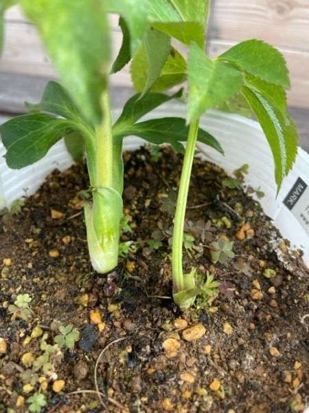植物販売】兵庫県宝塚市?陽春園植物場ネット通販 クリスマスローズ 植物販売】兵庫県宝塚市?陽春園植物場ネット通販 クリスマスローズ
