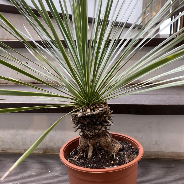 植物販売】兵庫県宝塚市㈱陽春園植物場ネット ユッカ・ロストラータ