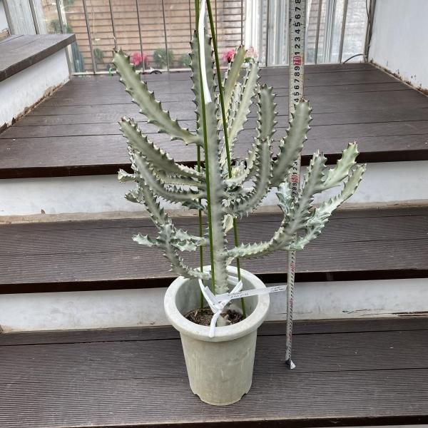 植物販売】兵庫県宝塚市㈱陽春園植物場ネット通販