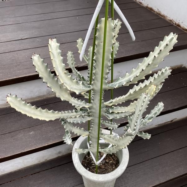 植物販売】兵庫県宝塚市㈱陽春園植物場ネット通販 ユーフォルビア