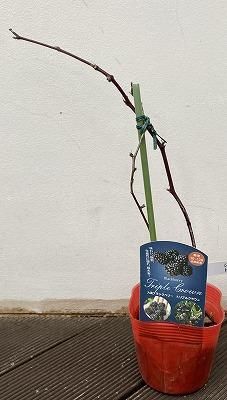 ブラックベリー トリプルクラウン 苗木 - 陽春園ネット通販