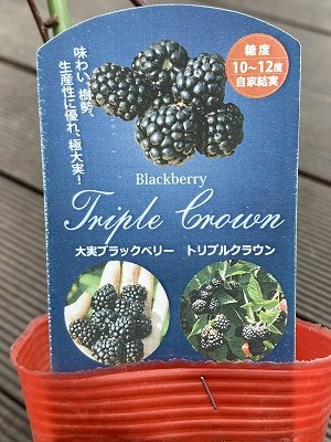 ブラックベリー トリプルクラウン 取り木苗 ２ やすっぽ